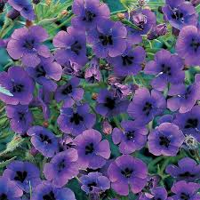 Image result for Monopsis