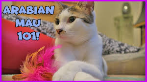 Its head is round, the nose is concave curved and the whisker pads are pronounced. Facts About Arabian Mau Arabian Mau Cats 101 Interesting Facts On Arabian Mau Cats Youtube