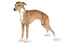Look at pictures of italian greyhound puppies who need a home. Italian Greyhound Dog Breed Information Pictures Characteristics Facts Dogtime