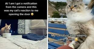 18 funny cat memes to help get you through the day. Lolcats Kitten Lol At Funny Cat Memes Funny Cat Pictures With Words On Them Lol Cat Memes Funny Cats Funny Cat Pictures With Words On