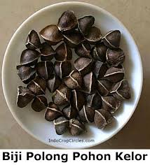 Di antaranya ganggang chlorella, goji. Dunia Barat Sebut Pohon Kelor Miracle Tree Apa Keajaibannya Mysterious Thing Conspiracy Controversy Ufo Alien Archeology Science Universe