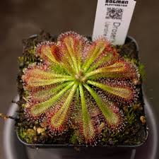 Image result for Drosera