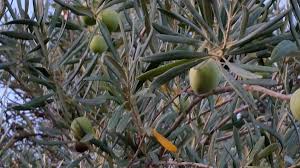 Australia S Largest Olive Oil Producer Boundary Bend Invests In Woodland Sacramento Business Journal