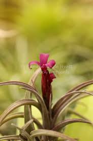 Image result for Mechowia grandiflora