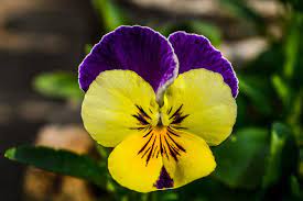 Pin On Dh Tutorial Plants Flowers