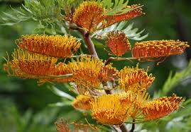 Image result for Grevillea robusta