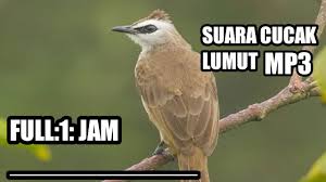 Jantan punya kemampuan vokal yang hebat dan betina cukup tenang. 3 05 Mb Suara Cucak Lumut Mp3 Full 1 Jam Kusus Pancingan Download Lagu Mp3 Gratis Mp3 Dragon