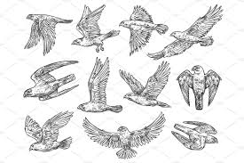 Sketch Bird In Flight Drawing Sketches Of Eagle Falcon And Hawk Eagle Sketch Bird Of Prey Tattoo Eagle Drawing