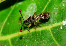 Image result for Stemodiopsis