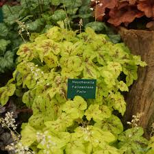 Heucherella Yellowstone Falls From The Chelsea Gold Medal Winning Nursery Plantagogo It is an evergreen perennial flowering plant. heucherella yellowstone falls from