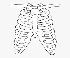 To view the full png size resolution click on any of the below image thumbnail. Transparent Rib Clipart Rib Cage Black And White Hd Png Download Transparent Png Image Pngitem