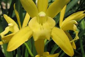 Image result for Eulophia tenella