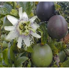 Image result for Passiflora edulis