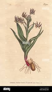 Image result for Ornithoglossum viride