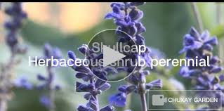 Image result for Craibia grandiflora