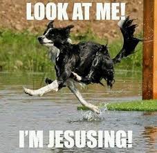 Resultat D Images Pour Border Collie Meme Funny Animals Cute Funny Animals Animal Memes