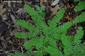 Image result for Adiantum patens