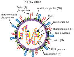Rsv аденовирус риновирус человека вирус парагриппа hmpv. Microorganisms Free Full Text Role Of Respiratory Syncytial Virus In Pediatric Pneumonia Html