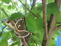 Image result for Cecropia