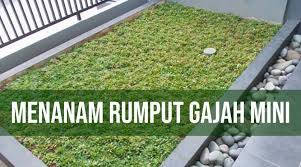 Bentuk rumput yang merambat dan tidak mau tumbuh tinggi ini banyak disukai masyarakat untuk mempercantik halaman dan taman. Cara Menanam Rumput Jepang Dari Benih Cara Menanam