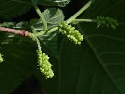 Image result for Morus indica