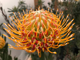 Image result for Protea micans