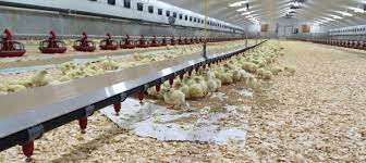 Imagine how good remove tired after work and relax with the family in the living room or bed room.the criteria of the house dream of indeed can just different for your every couple in the household. Modern Poultry House Facility Broiler House