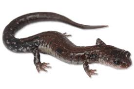 Image result for Pycnostachys orthodonta