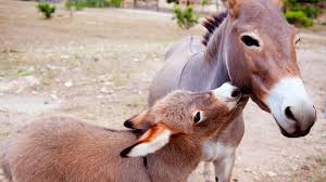Maybe you would like to learn more about one of these? Efectele Miraculoase Ale Laptelui De MÄgÄriÅ£Ä Unde Poate Fi GÄsit In Moldova Si Cat CostÄ Un Litru Publika Md Aici Sunt Ètirile