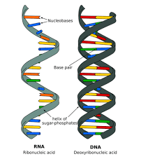 Phonetic charts and flash cards. Dna Replication Transcription Translation Quiz Quizizz