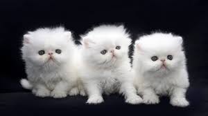These kittens may become available later. Adopt White Persian Kittens For Pet Cat Adoption Persian Kittens White Cats Persian Kittens For Sale