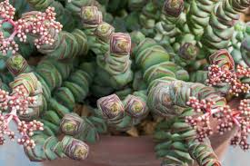 Image result for Crassula rhodesica