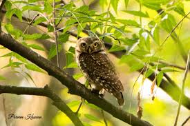 As most owls are active at night their eyes must be very efficient at collecting and processing light. Parveen Kaswan Ifs On Twitter You Know A Group Of Owls Is Called As Parliament As They Are Considered As Wise Also They Are Far Sighted They Can Not See Things Which