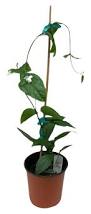 Image result for Clerodendrum toxicarium