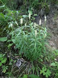 Image result for Polygala senensis