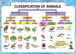 Two Classification Of Animals Vertebrates And Invertebrates Vertebrates And Invertebrates Animal Classification Animal Science
