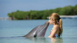 Baby Dolphins Wallpapers Wallpaper Cave