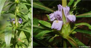 Image result for Hygrophila schulli