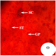 Image result for Ipomoea intrapilosa