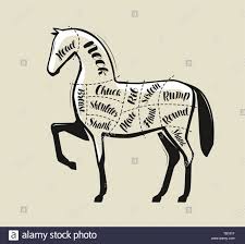 Diagram Guide For Cutting Meat Butcher Shop Horse Vector
