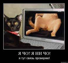Прикольные картинки про котов (83 фото) 🔥 Прикольные картинки и юмор