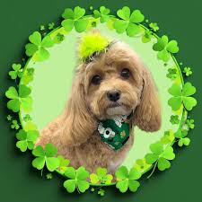 Tails of Tuppers Creek, LLC...