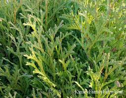 We did not find results for: Arborvitae Trees Shrubs For Sale Georgia Kinsey Family Farm