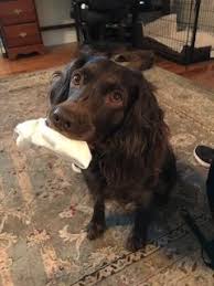 Boykin spaniel puppies for sale and dogs for adoption. Litter Of 3 Boykin Spaniel Puppies For Sale In Hawkinsville Ga Adn 50715 On Puppyfinder Com Boykin Spaniel Puppies Spaniel Puppies For Sale Puppies For Sale