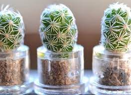 Todos sabemos que los cactus se caracterizan por tener espinas, esta seria buena alternativa para decorar el recinto con especias llenas de pinchos y más ariscas. Trucos En Video Cactus Pequenos Cuidados Faciles