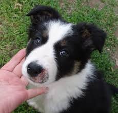 Find deals on products in dog supplies on amazon. Resolving Puppy Ringworm Nancy Tanner