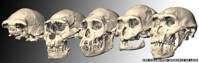 Blow To Multiple Human Species Idea Human Evolution Hominid Human Fossils