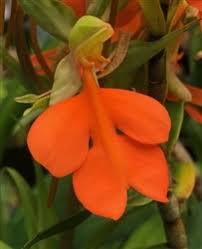Image result for Habenaria disparilis