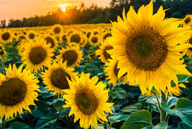 대상자별 사전예약 시기에 다시 안내드리겠습니다. Black Oil Sunflower Premium Garden Seeds Hoss Tools
