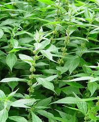 Image result for Parietaria